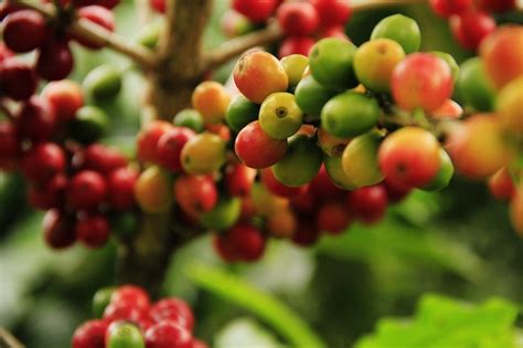 How to Grow a Coffee Plant: Expert Tips & Care Guide | Coffee Affection