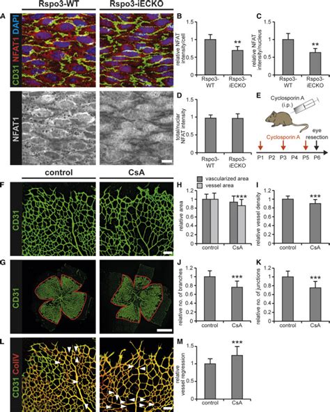 Endothelial RSPO3 Controls Vascular Stability And Pruning Through Non