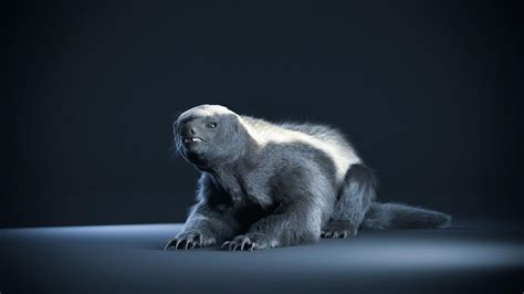 Honey Badger Wallpapers Top Free Honey Badger Backgrounds