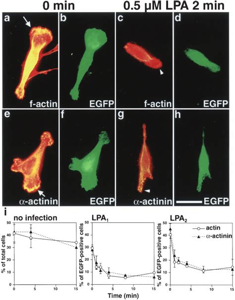 Heterologous Expression Of LPA 1 Or LPA 2 Is Sufficient For LPA Induced