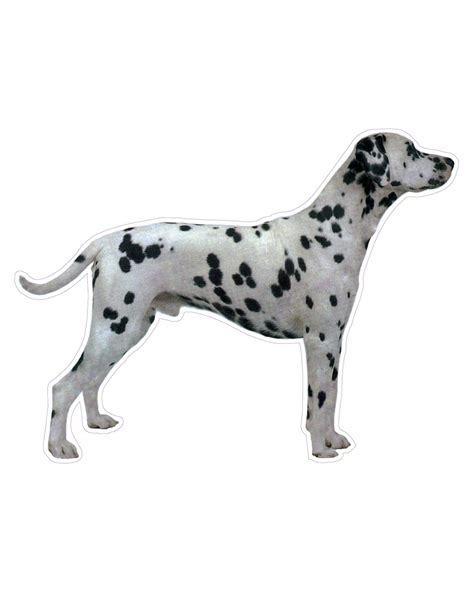 Dalmatian Sticker Magnet Ggs Global Graphic Solutions