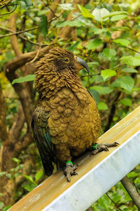 A Cheeky Kea Newzealand