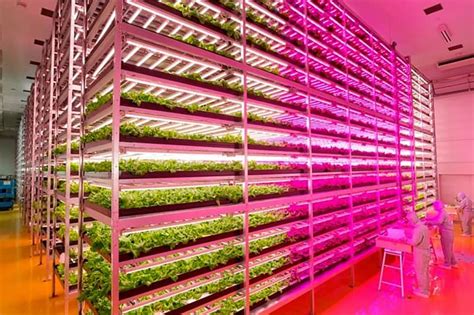 The Worlds Largest Indoor Farm Using Led Lights Japan