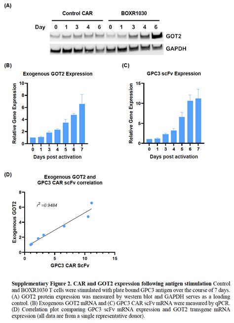 Boxr1030 An Anti Gpc3 Car With Exogenous Got2 Expression Shows Enhanced T Cell Metabolism And