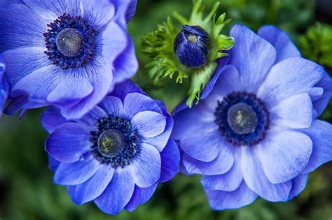 Sea Anemones Facts Their Tentacles Can Sting Odd Facts