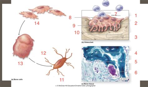 bone cells diagram pt2 Diagram | Quizlet