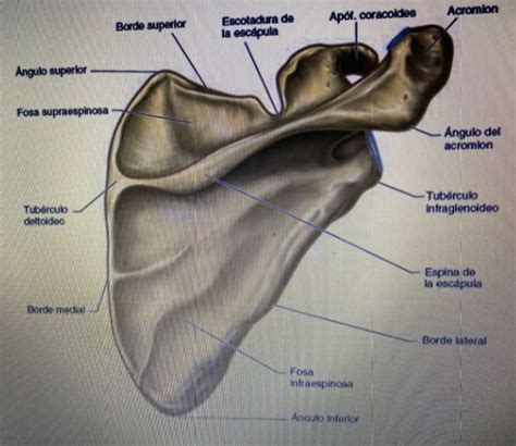 Diagrama De Escapula Quizlet
