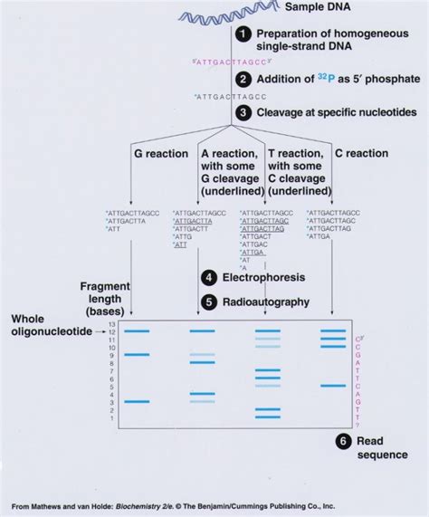 Maxam–Gilbert sequencing- Introduction, Steps, Advantages ...