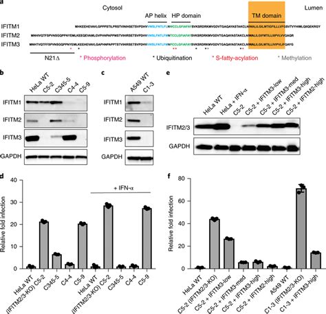 Expression And Antiviral Activity Of IFITM1 2 3 KO Cell Lines A