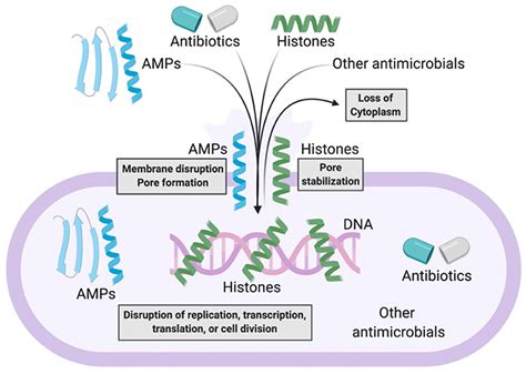 Frontiers Developing Antimicrobial Synergy With AMPs