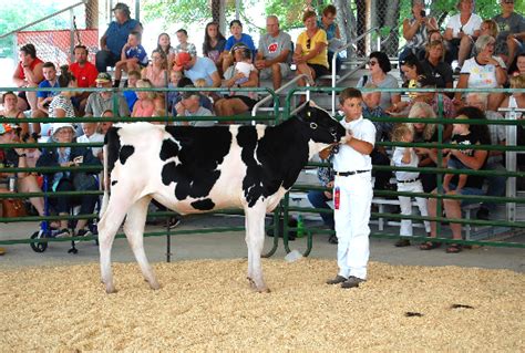 2022 Kenosha County Fair Dairy Show Coverage Photos West Of The I