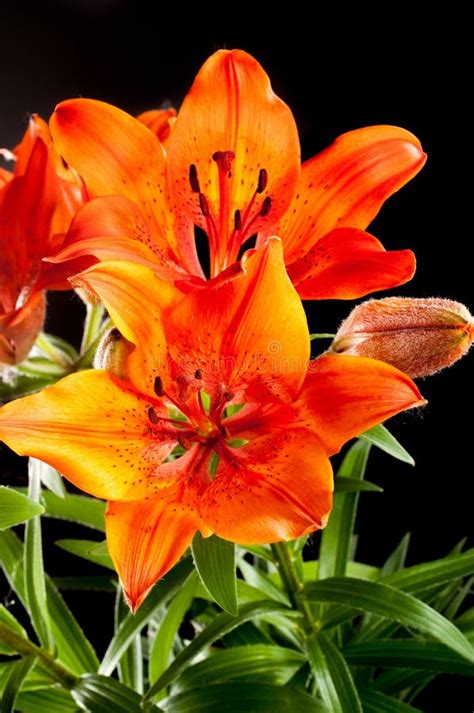 Red Lilies Stock Photo Image Of Bloom Closeup Festive 122268840