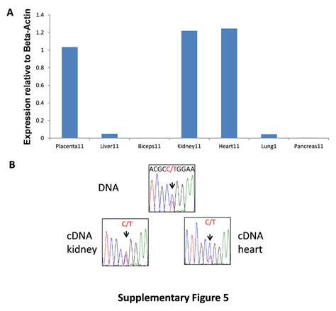 DNMT1 And AIM1 Imprinting In Human Placenta Revealed Through A Genome