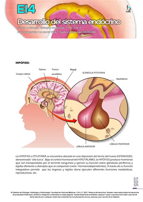 E14 Desarrollo DEL Sistema Endocrino 2021 WEB 105 114 Ctedra De