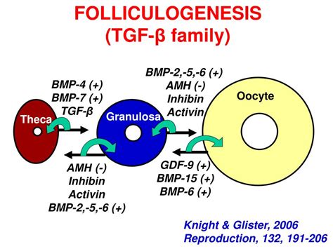 Ppt The Endocrine Aspects Of Folliculogenesis Powerpoint Presentation