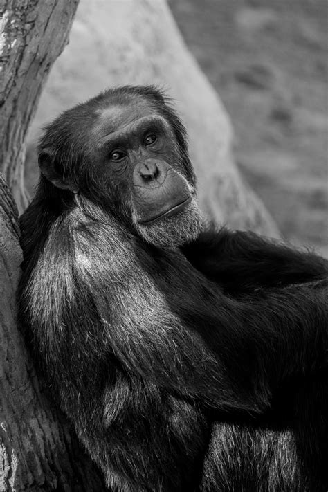 Chimpanzee Free Stock Photo Public Domain Pictures