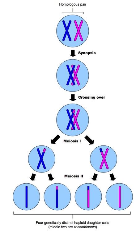 Meiosis Bioninja 2176 Hot Sex Picture