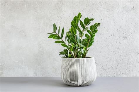 Planta Zamioculcas O Zamiifolia Zz En Una Maceta De Cer Mica Gris Sobre