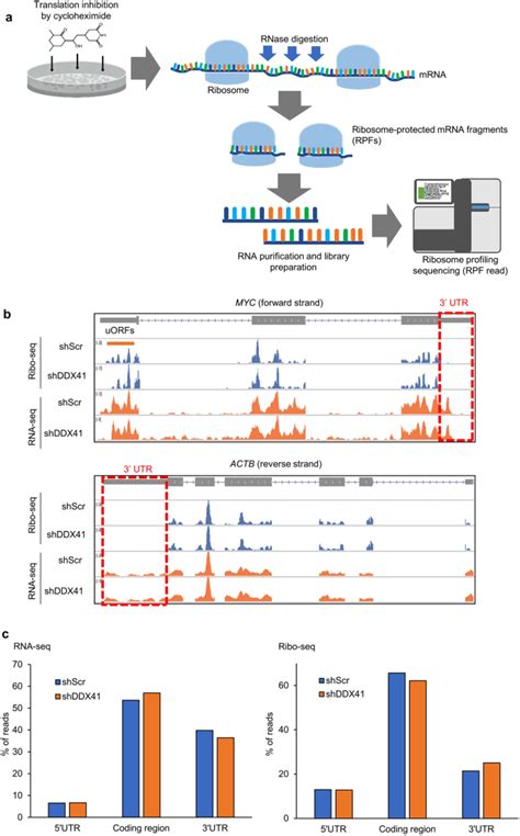 Ribosome Profiling Analysis Reveals The Roles Of DDX41 In Translational