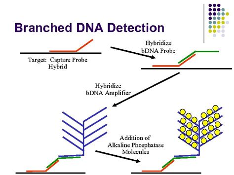 Chapter Nucleic Acid Amplification Techniques Donna C