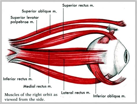 diagram of eye muscles - Graph Diagram