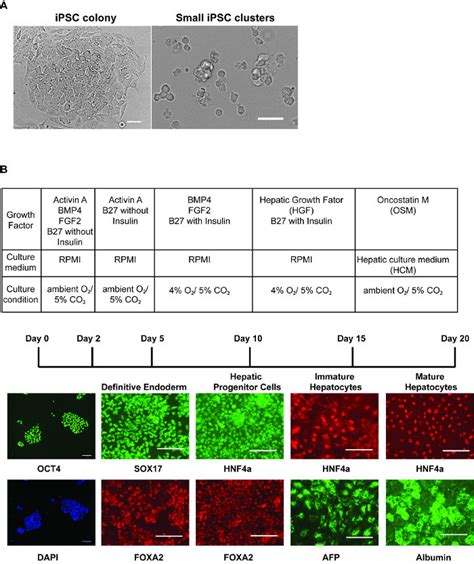 Step Wise Hepatic Differentiation Of Human Ipscs A Morphology Of