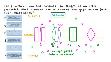 Question Video Identifying The Votage Gated Ions Channels Involved In