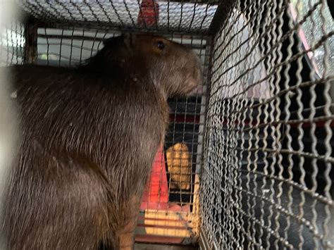 Capivara é capturada após se banhar na Praça Brasil Japão em Botucatu