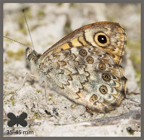 Ariane Lasiommata Maera Identifier Un Insecte