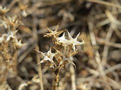 Category Saxifragales In Oftersheim In July Wikimedia Commons