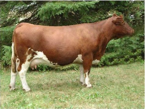 Maine Anjou Cattle