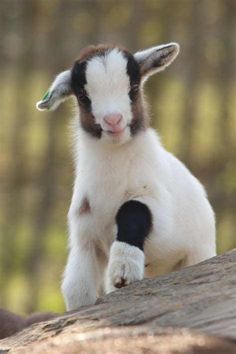 The Ultimate Guide To Raising Goats For Beginners The Homesteading Way