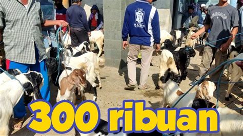 3 EKOR 900RIBUAN Cek Harga Bibitan Kambing Di Pasar Pamotan Rembang