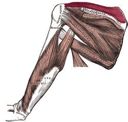 Supraspinatus muscle