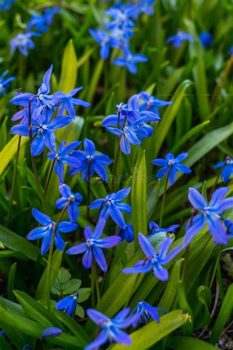 Blooming In Early Spring Blue Blue Flowers Of Siberian Woodland Stock