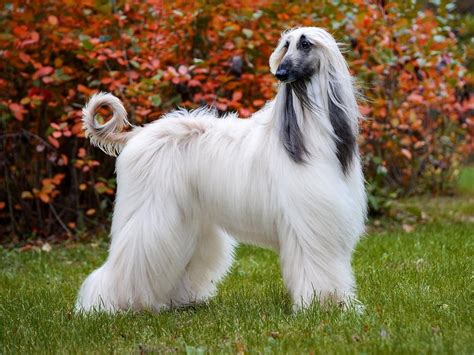 Hound Breeds: Traits, Popular Types & FAQs for Pet Parents | Spot Pet