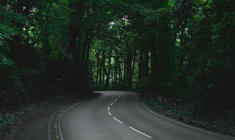 Estrada Asfaltada Entre Rvores Altas Cobertas De Musgo Na Floresta