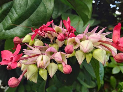 Indonesia Called Nona Makan Sirih Or Clerodendrum Thomsoniae Stock