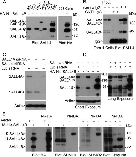 Sall4b Is Post Translationally Modified A Equal Amounts Of Protein