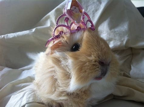 Guinea Pig Positivity