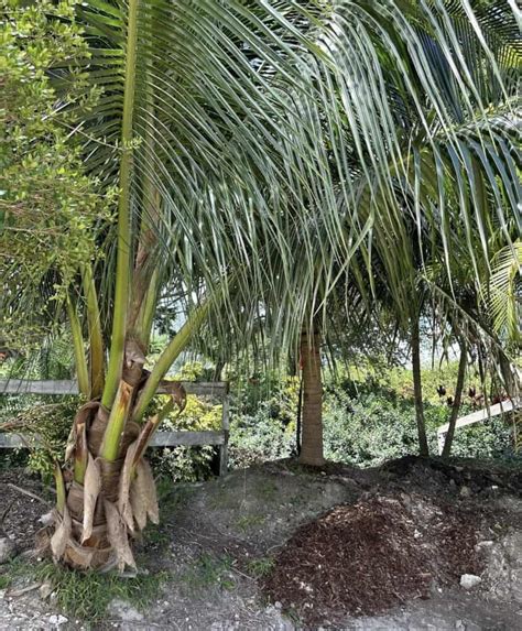 Malayan Dwarf Coconut Grow Guide Tropical Tree Guide