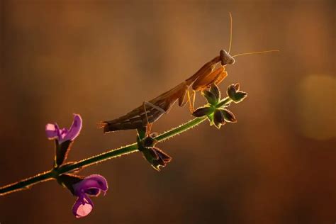 Šta znači sanjati insekte Sanjarica Sanovnik