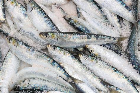 Pesca De Sardinha Fortes Limita Es A Partir De Quinta Feira Eggas