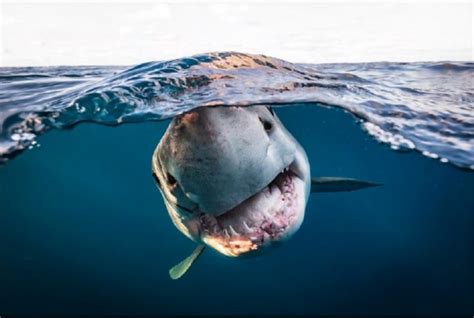 Veja As Melhores Fotos Subaqu Ticas Premiadas Em Concurso Em