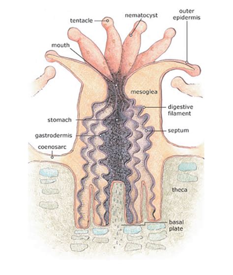 Anatomy of a coral polyp - NOAA Boulder