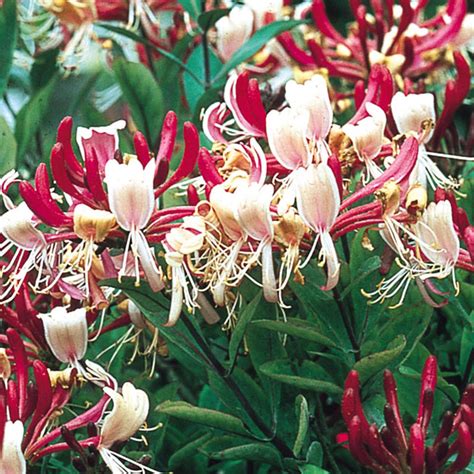 Lonicera Serotina - Beechmount Garden Centre