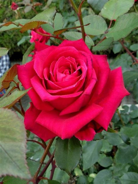 Pin By Sivaji Raju On Rose Beautiful Rose Flowers Beautiful Roses