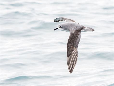 Cook's petrel ‹ Bird of the Year ‹ Forest & Bird