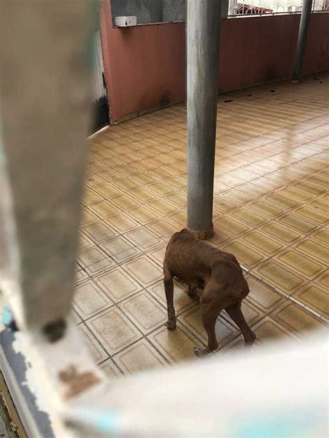 Tutor de cachorro é preso por maus tratos em Inhumas GO ONG Olhar Animal