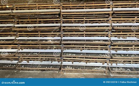 Quail Cage Racks On The Farm Bamboo Cage Arrangement For More